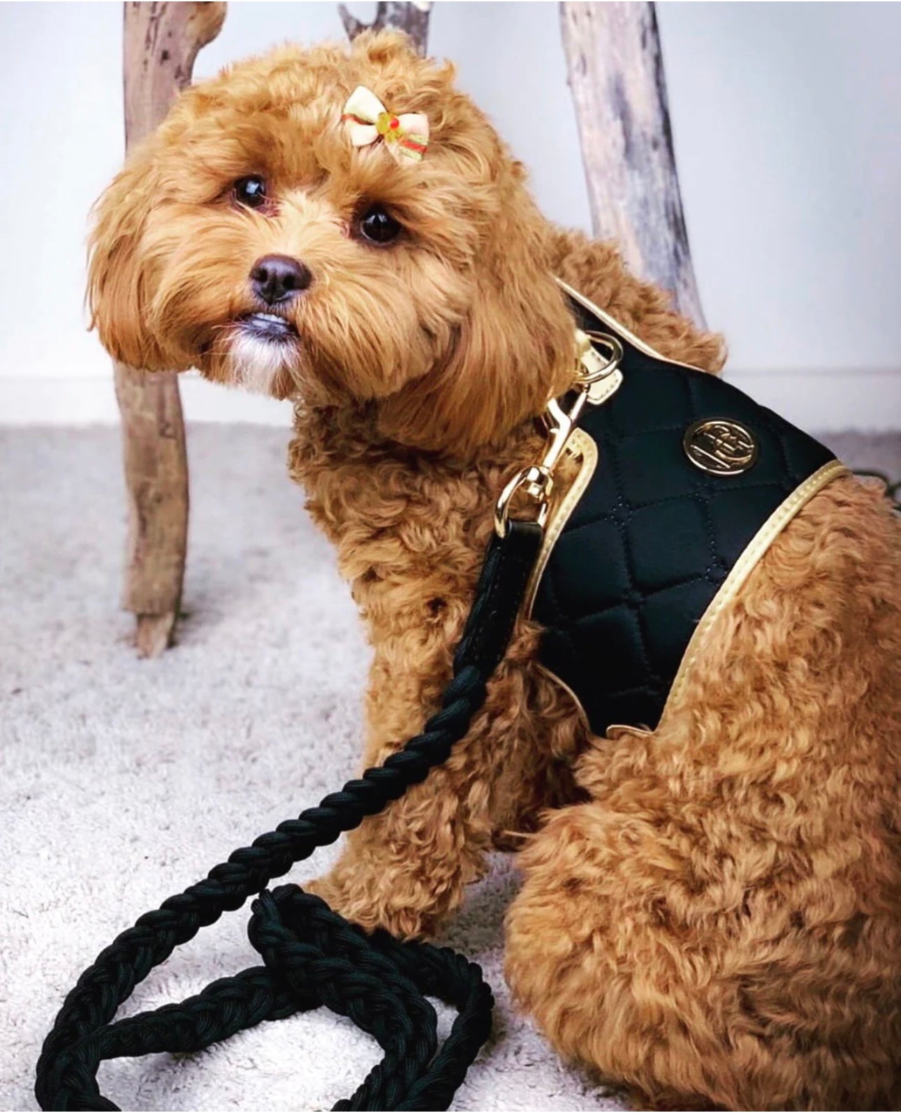 Buy Designer Leather Dog Harnesses in Australia HGP Pets HGP Luxury Pet Accessories