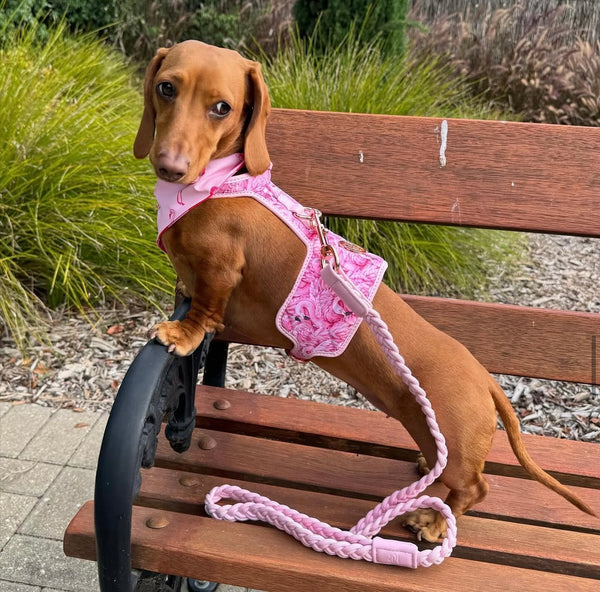 Flock Of Flamingo Dog Harness