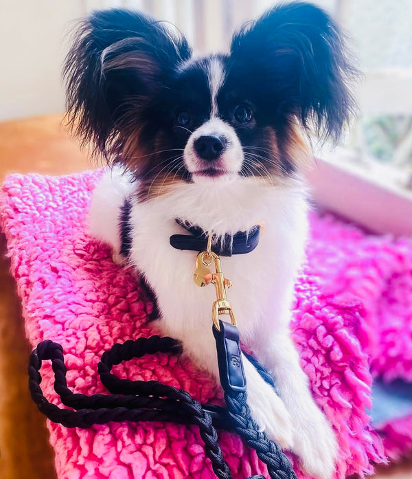 Indigo Blue Plaited Dog Lead