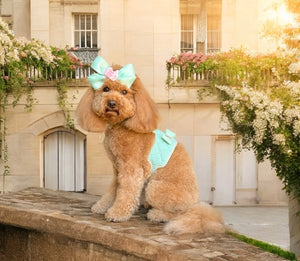 Miss Aquamarine Dog Harness