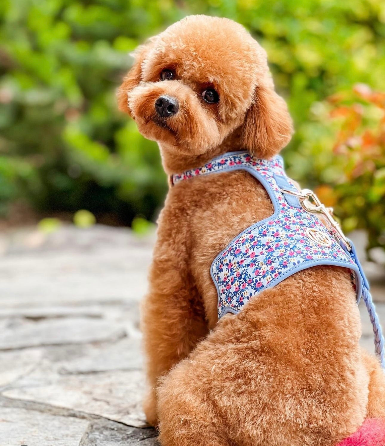 Periwinkle Dog Harness – HGP Luxury Pet Accessories