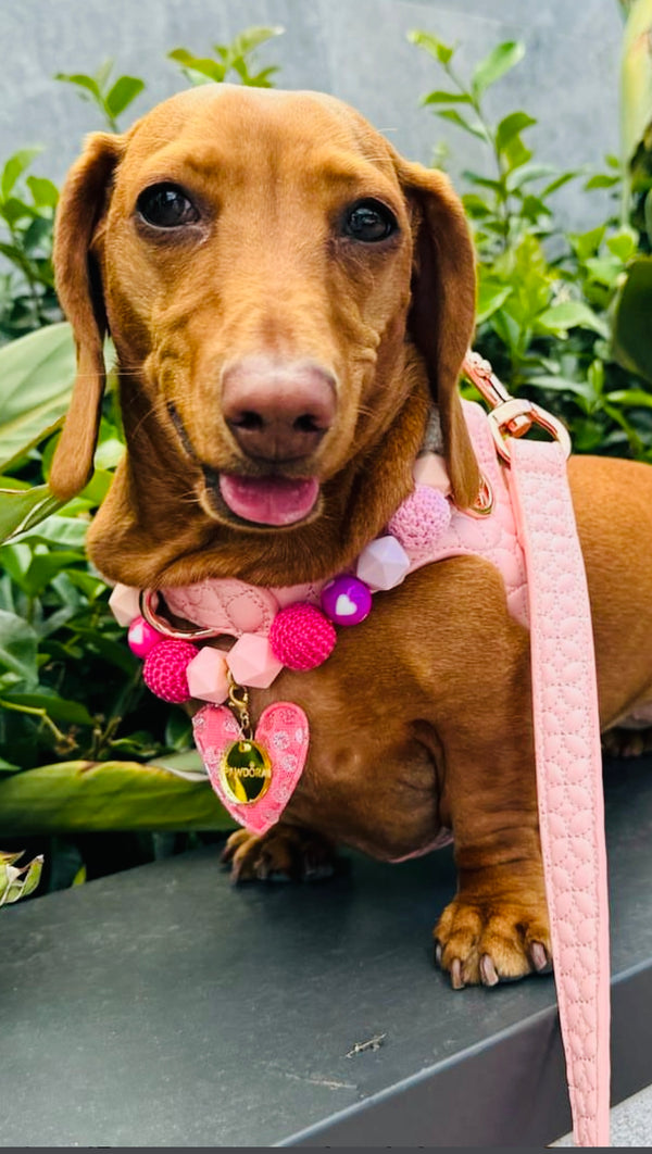 Novalie Kiss Step In Dog Harness