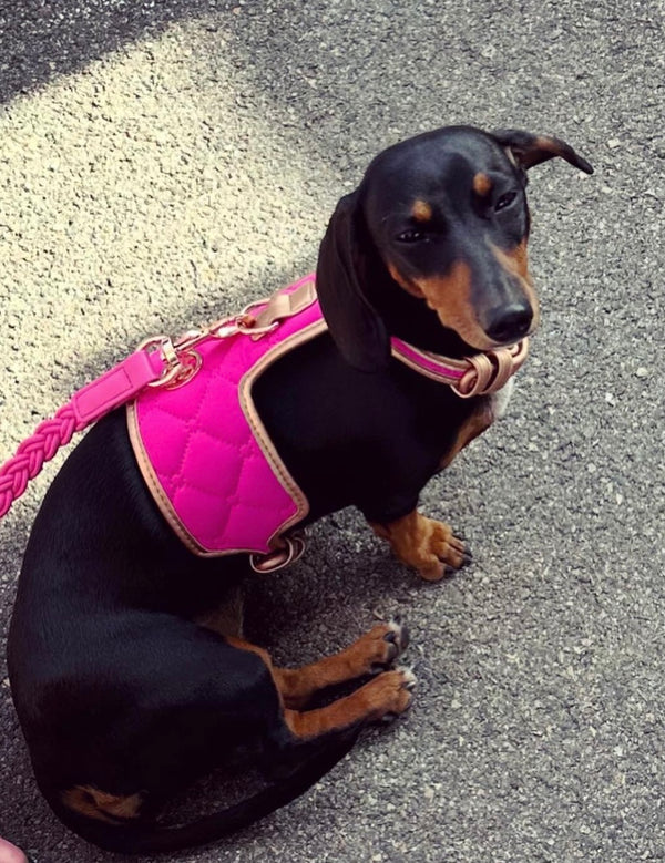 “绛穑”系列宠物狗背带