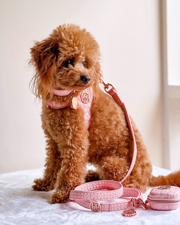 Novalie Kiss Dog Collar