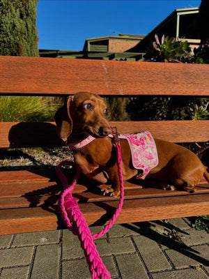 Birds Of A Feather Dog Harness