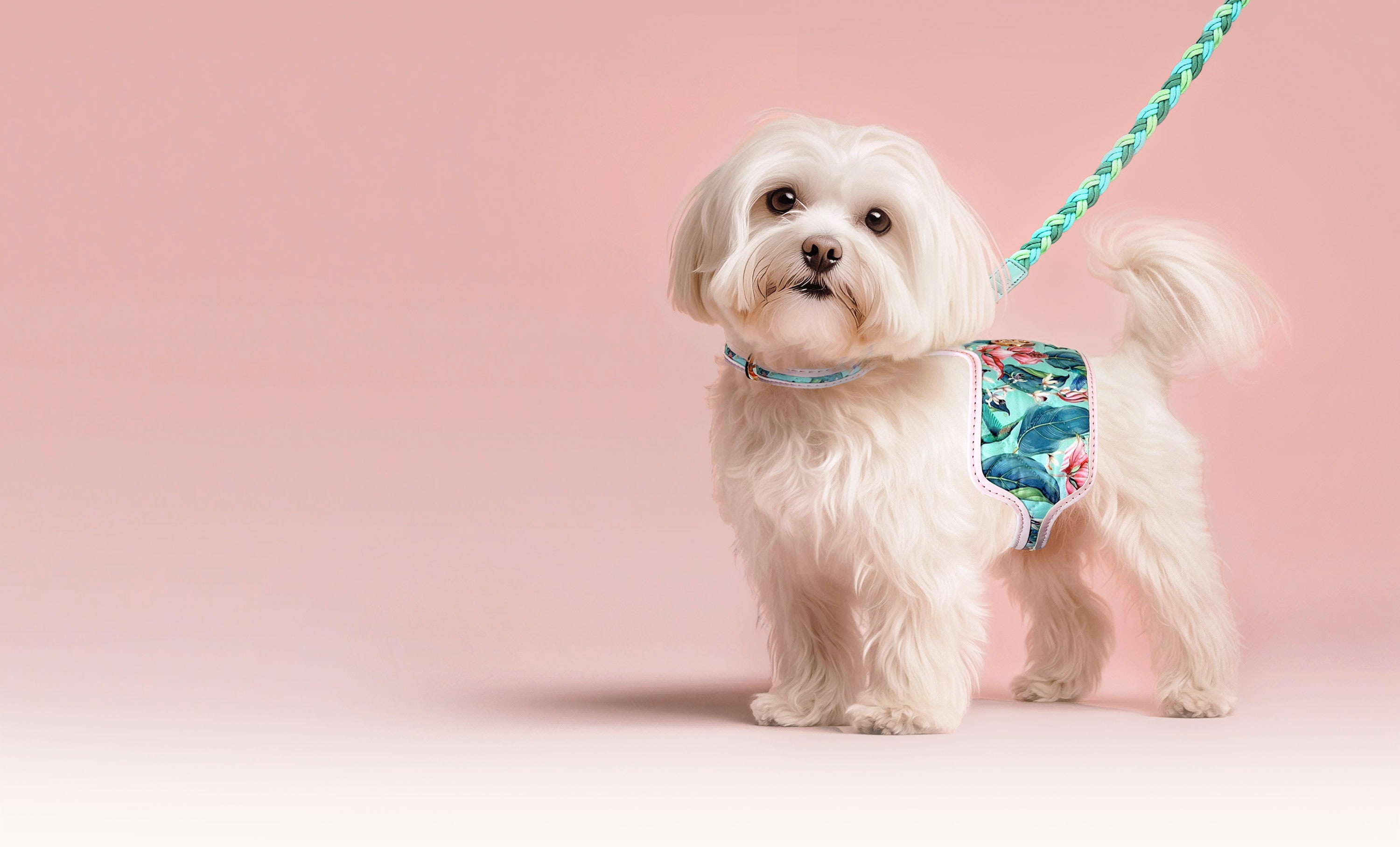 Small white dog wearing an HGP hummingbird floral harness on a pink background