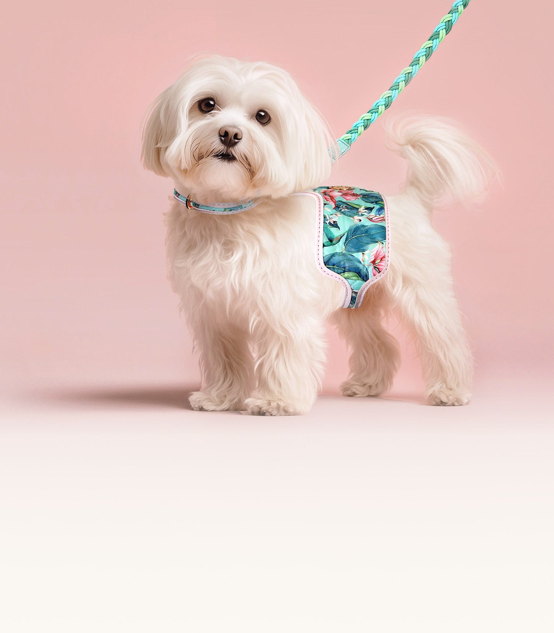 Small white dog wearing a hummingbird floral harness on a pink background