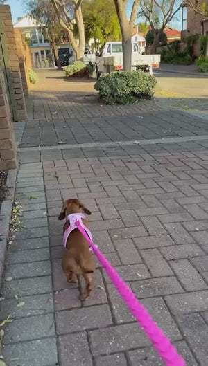 Birds Of A Feather Dog Harness