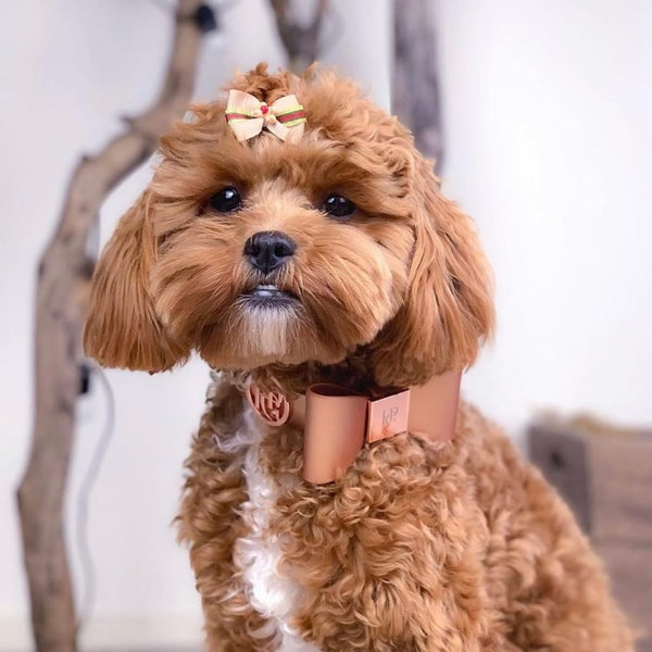 Cinnamon Leather Bow Dog Collar