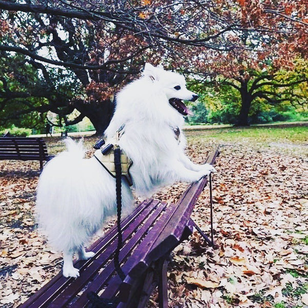 可可系列宠物狗背带