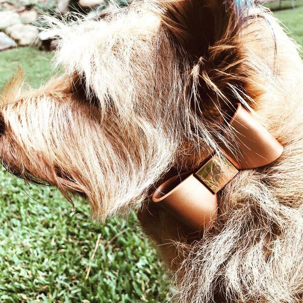 Cinnamon Leather Bow Dog Collar