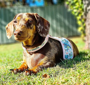 Hummingbird Dog Harness
