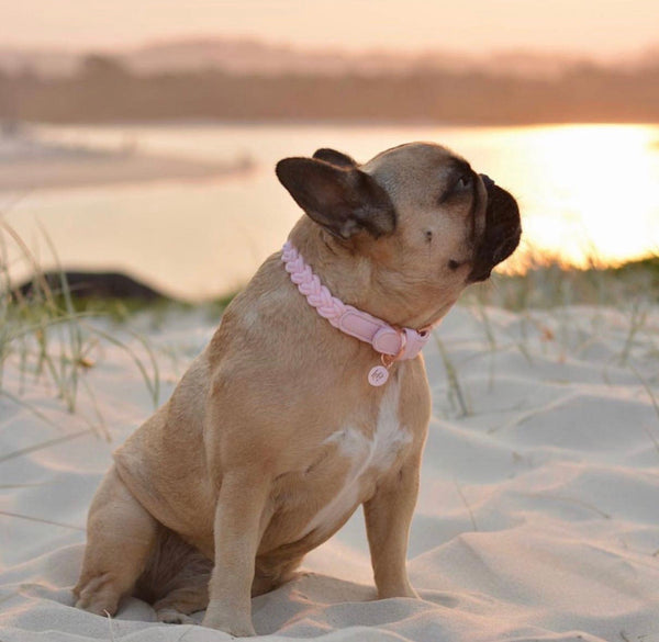 Baby Pink Plaited Dog Collar