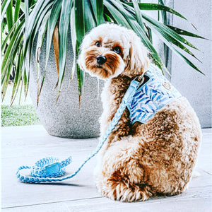 Aspen Dog Harness