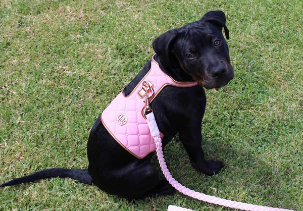 Peony Dog Harness