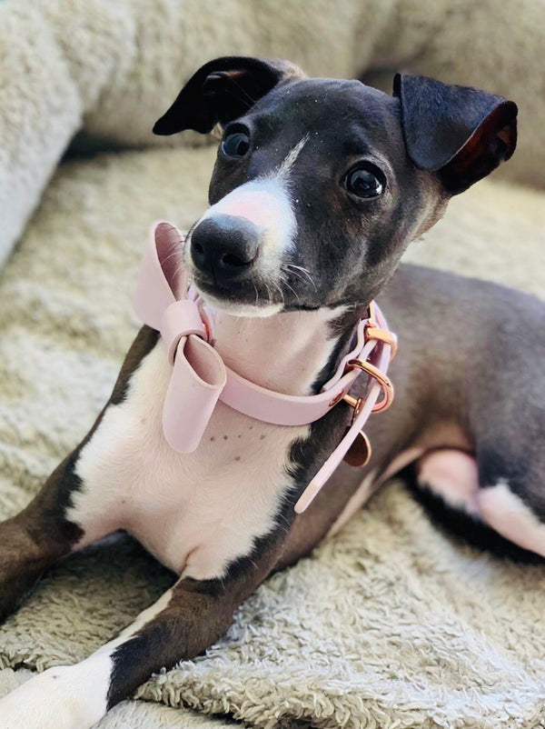 Blush Leather Bow Dog Collar