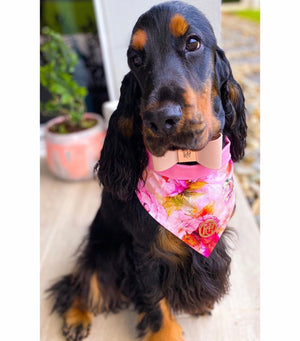 At Dusk Leather Bow Dog Collar