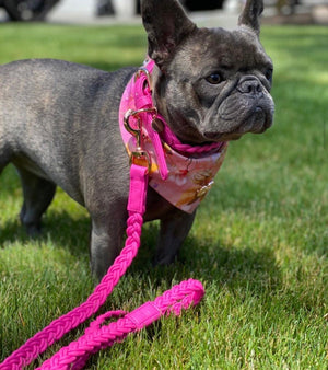 Lipstick Pink Plaited Dog Lead
