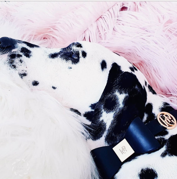 Midnight Leather Bow Dog Collar