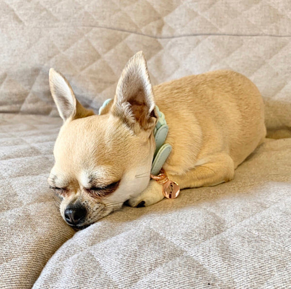 Aquamarine Plaited Dog Collar