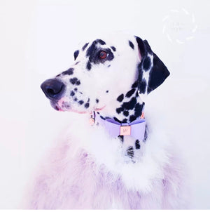 Lilac Leather Bow Dog Collar