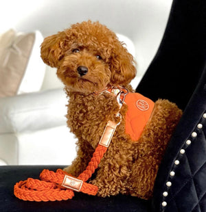 Cinnamon Dog Harness