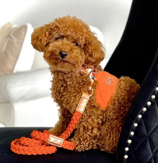 Cinnamon Dog Harness