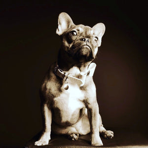 Snow Drop Leather Bow Dog Collar