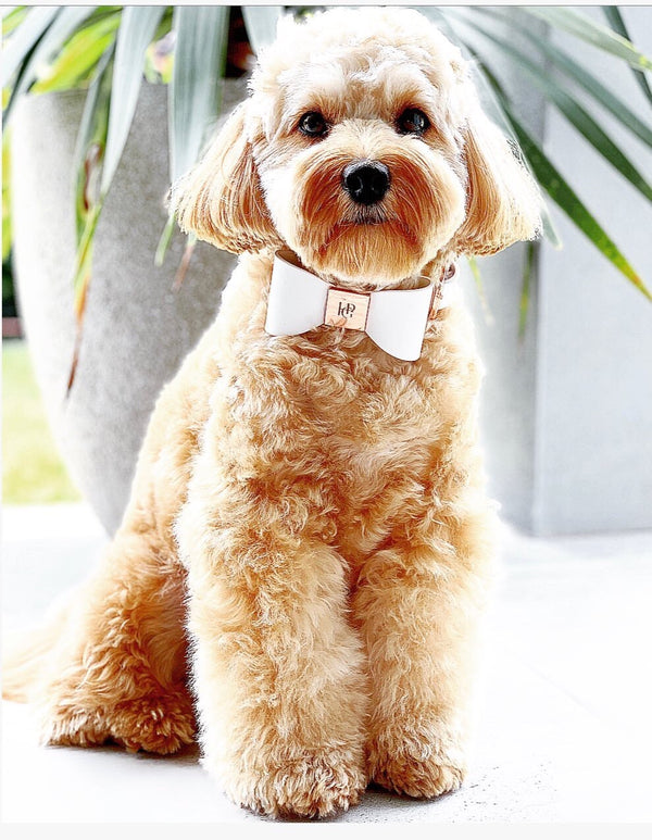 Snow Drop Leather Bow Dog Collar