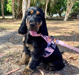 繁花系列宠物狗背带