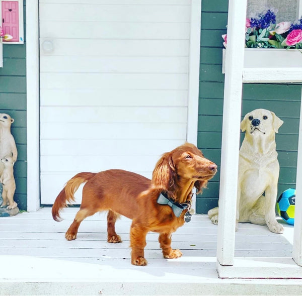 皮革蝴蝶结领子-午夜