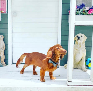 Midnight Leather Bow Dog Collar