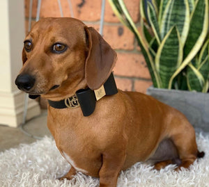 Midnight Leather Bow Dog Collar