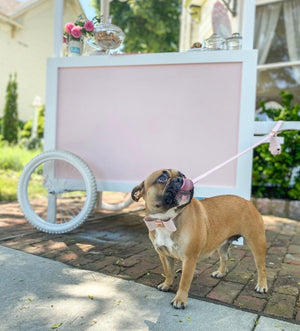 Blush Leather Bow Dog Collar