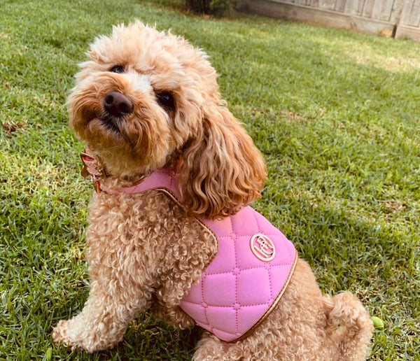 Peony Dog Harness
