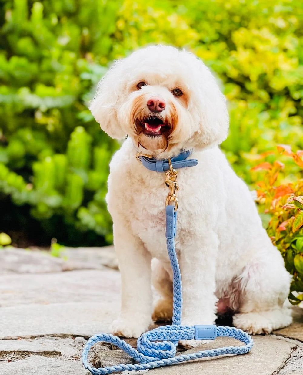 Periwinkle Plaited Dog Collar