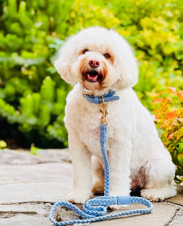 Periwinkle Plaited Dog Collar