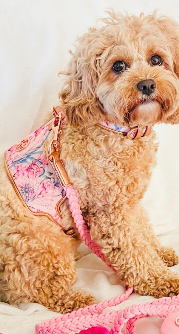 Lady Dog Harness