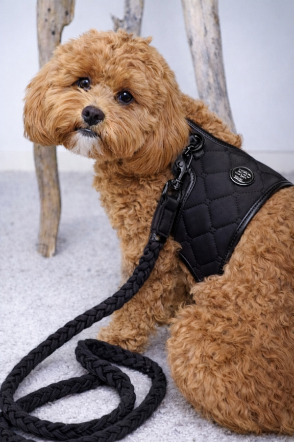 午夜系列宠物狗背带