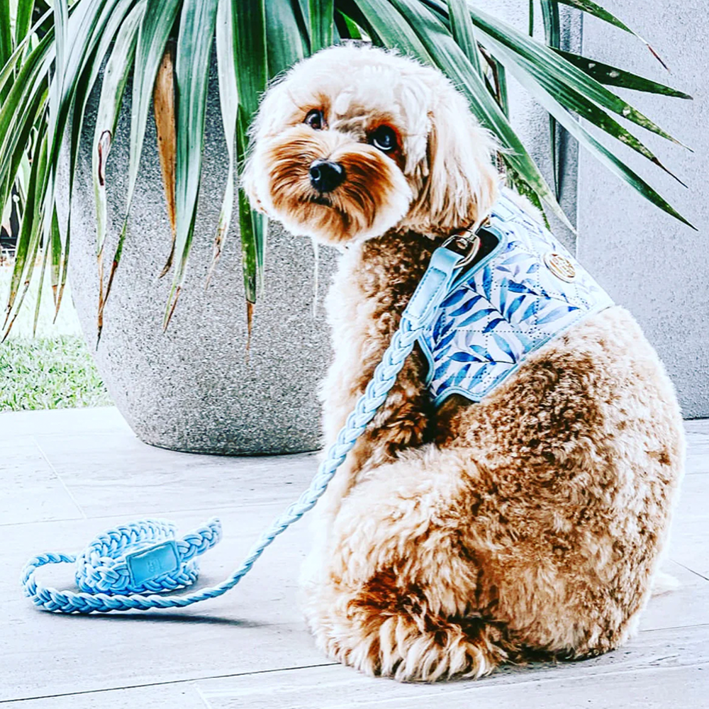 Small dog wearing an Aspen blue harness sitting on a wooden floor with plants in the background
