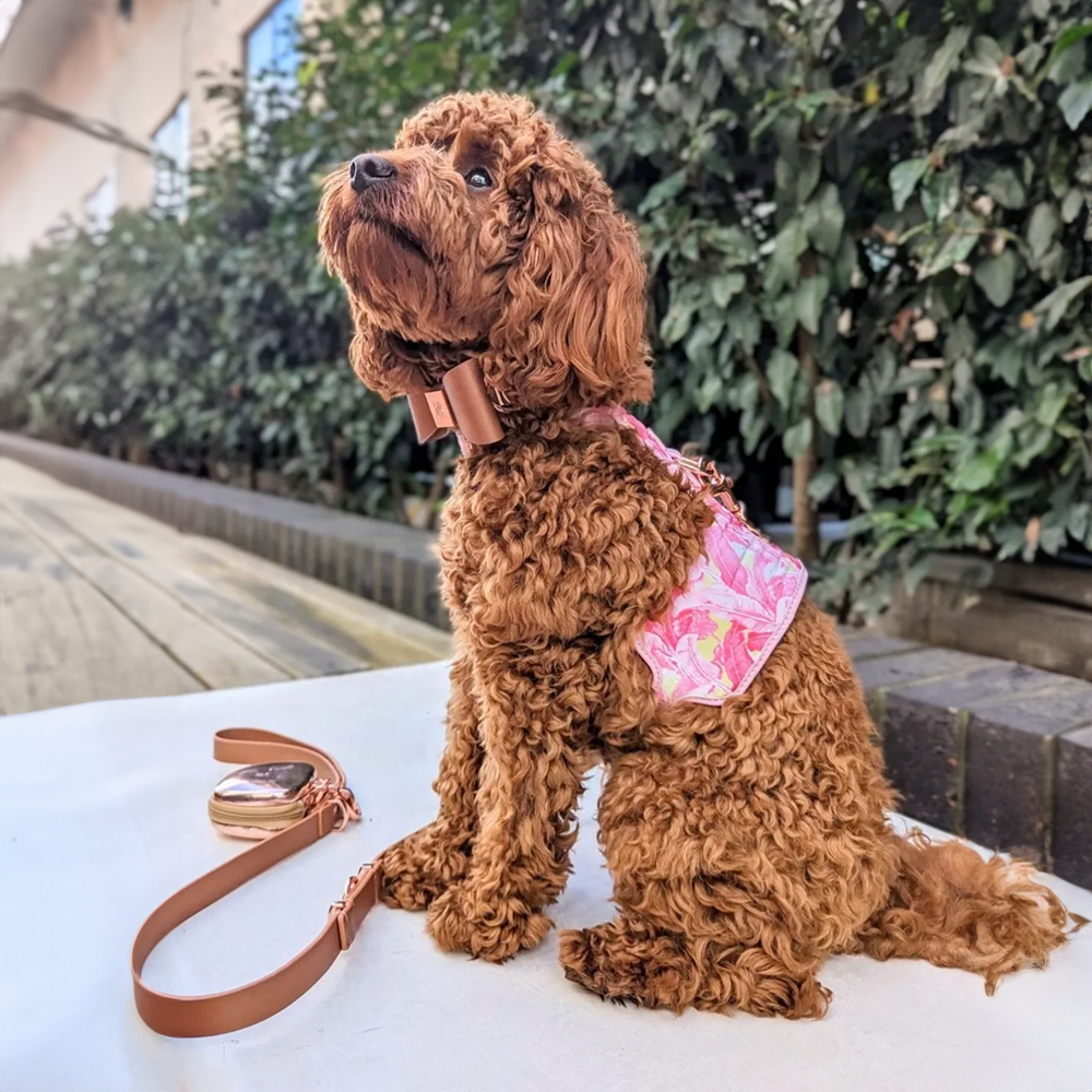 Brown poodle sitting on a white surface with a pink floral birds of feather harness, leash, and collar.