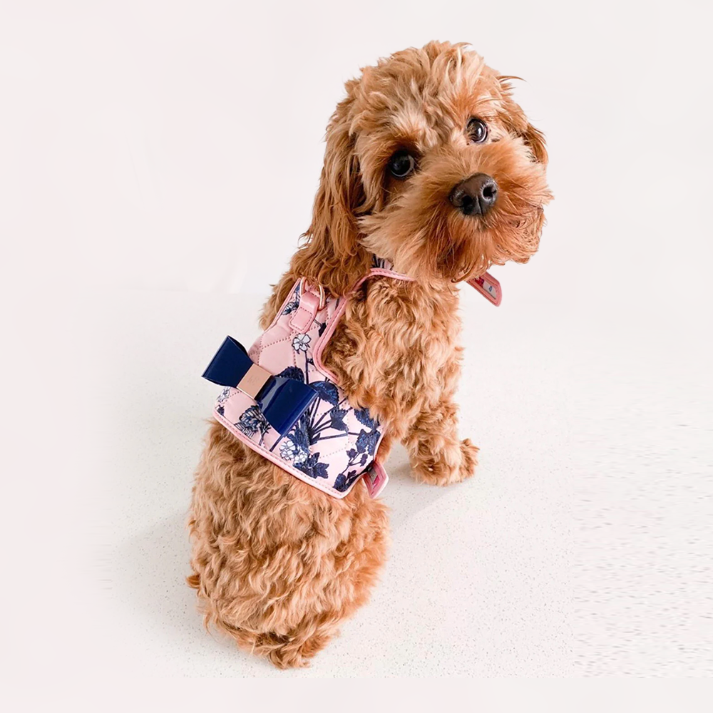 Small brown dog wearing a blossom pink and blue floral harness on a white background
