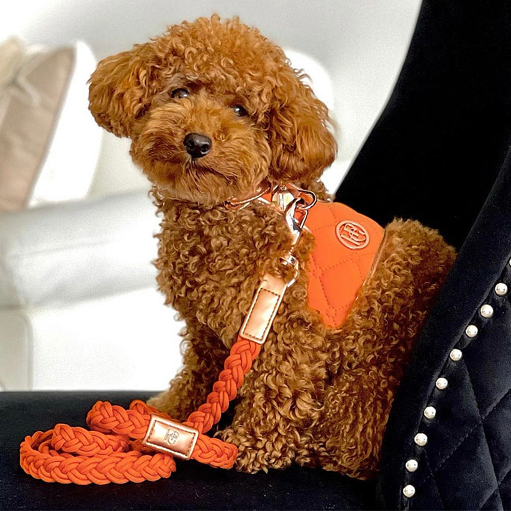 Brown curly-haired dog wearing a cinnamon orange leash with a brand logo, sitting on a person's lap.
