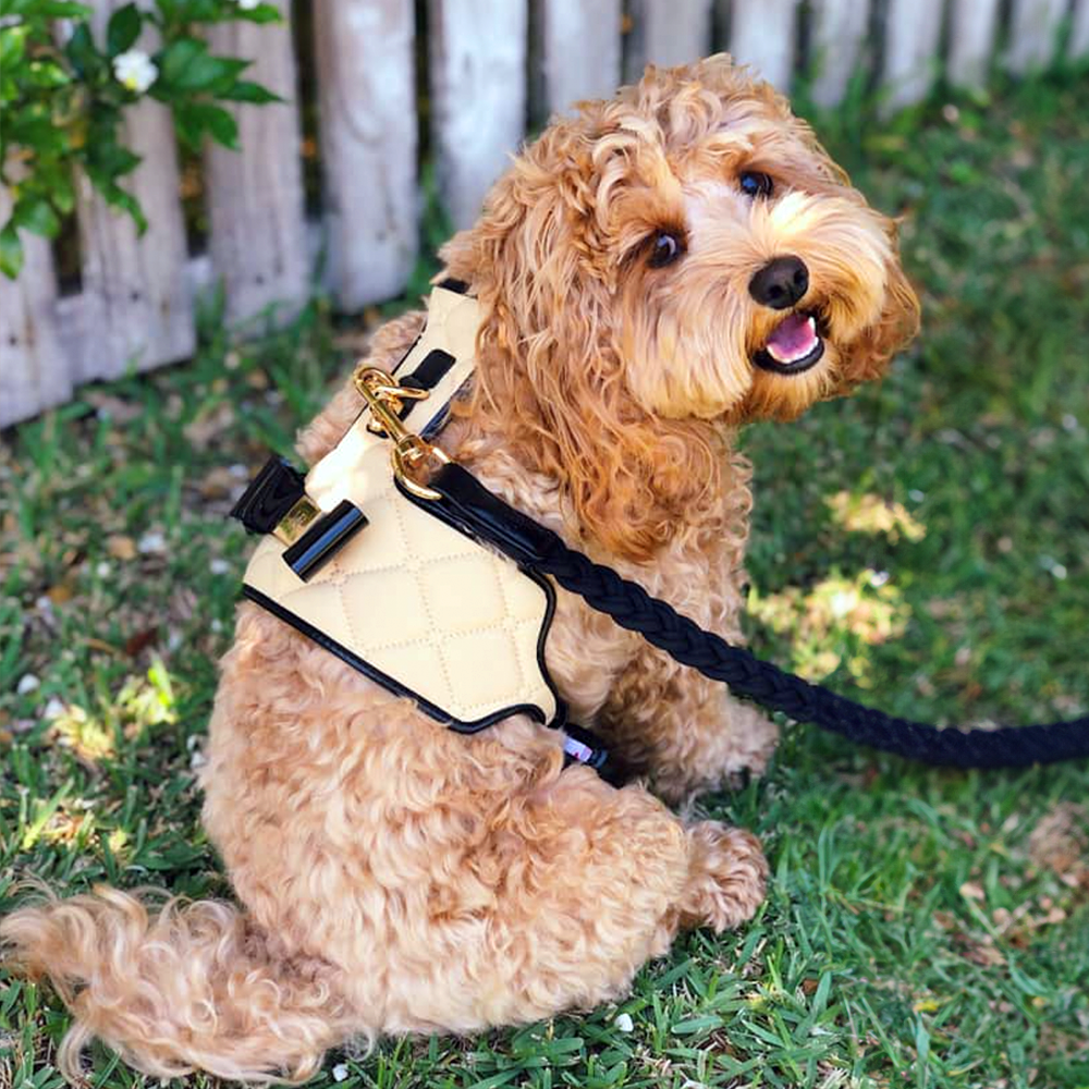Small dog wearing a yellow coco harness and leash sitting on grass.