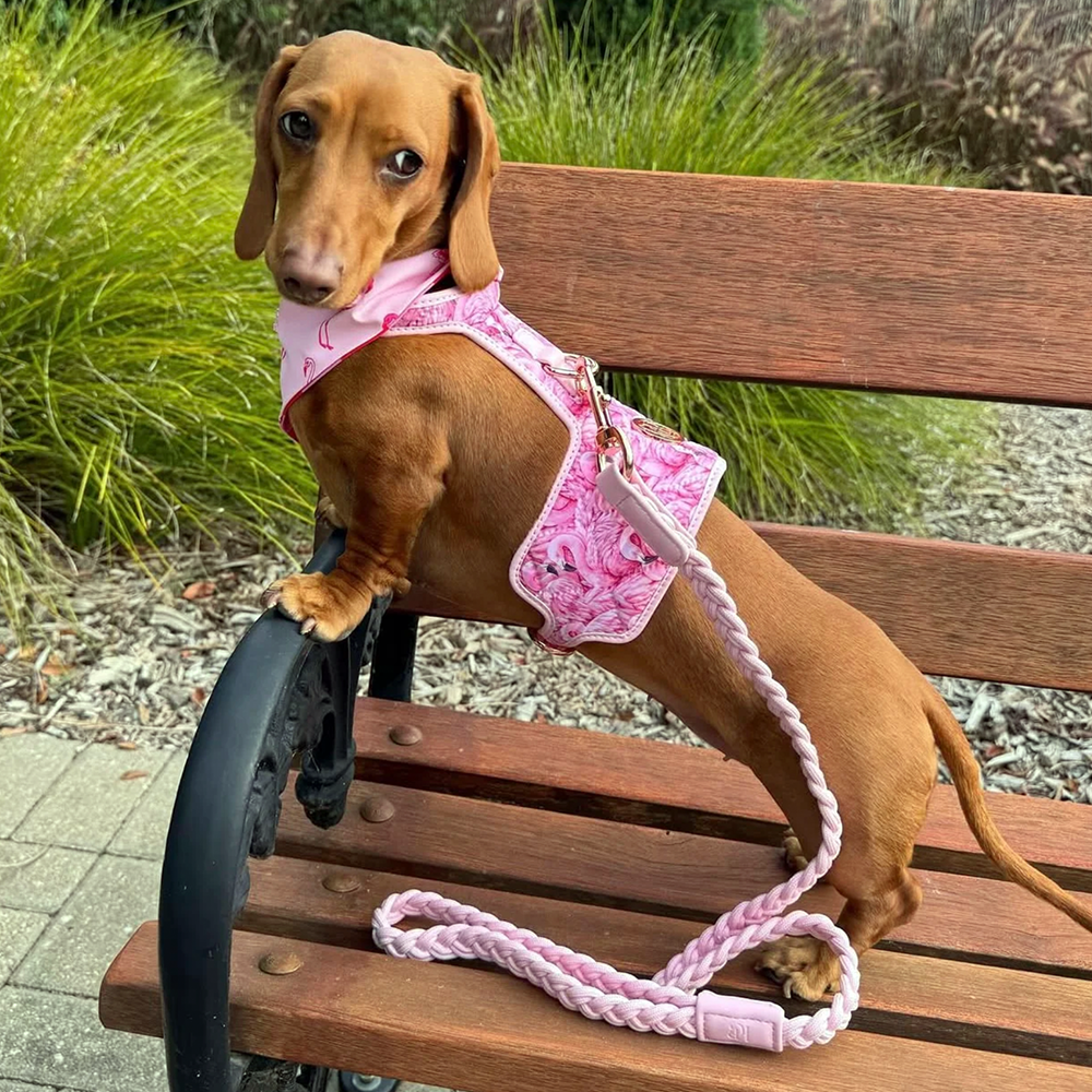 Small dog wearing a pink flamingo  harness and leash sitting on a wooden bench outdoors.