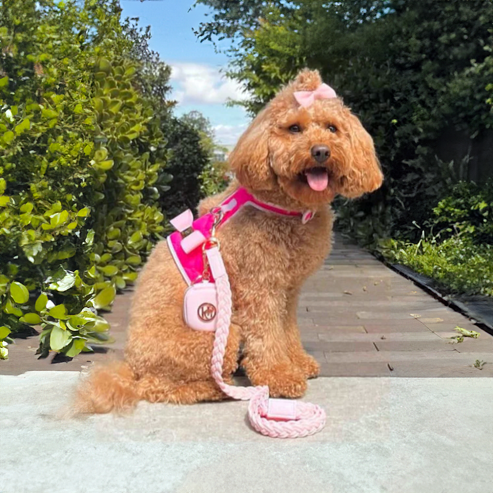 Small brown dog wearing a fucsia pink harness and leash on a wooden path with greenery.