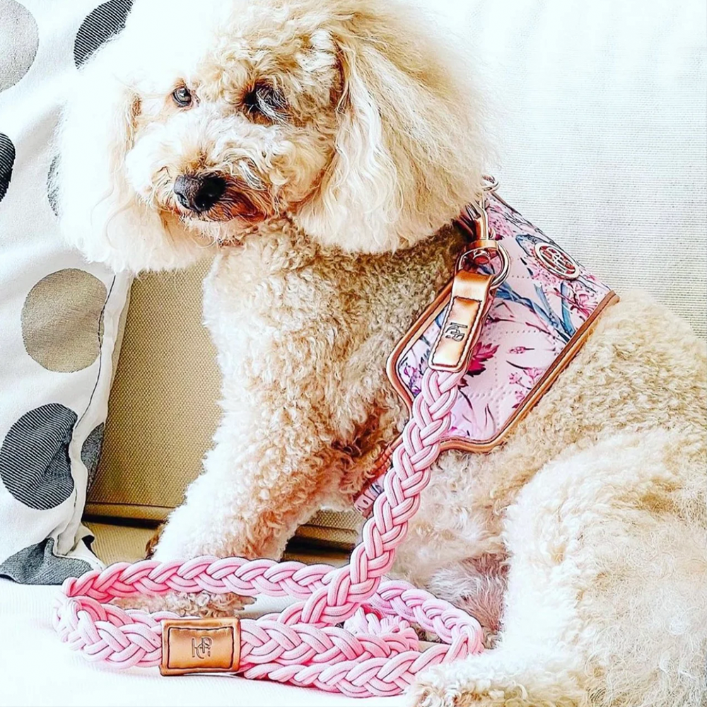Small dog with a pink braided leash and floral-patterned lady harness