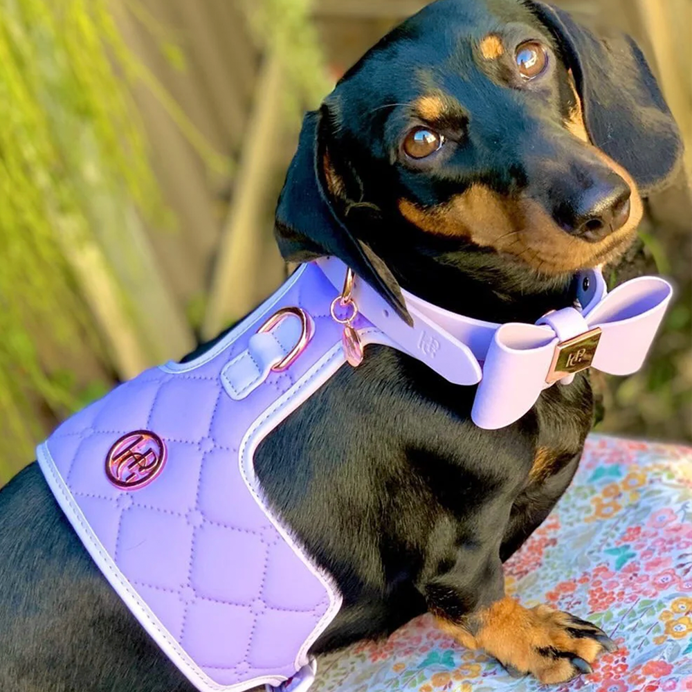 Dog wearing a lilac harness and bow tie on a floral blanket with a blurred natural background
