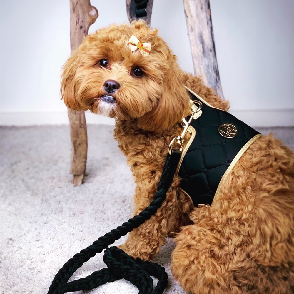Small brown dog wearing a black harness with gold accents on a light gray carpet.
