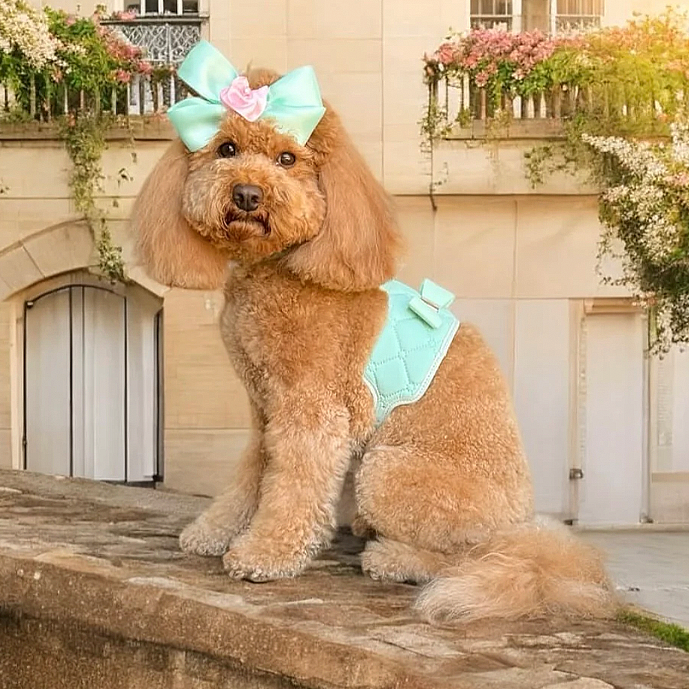 Dog with an aquamarine harness and turquoise bow sitting on stone steps in front of a building with flowers.